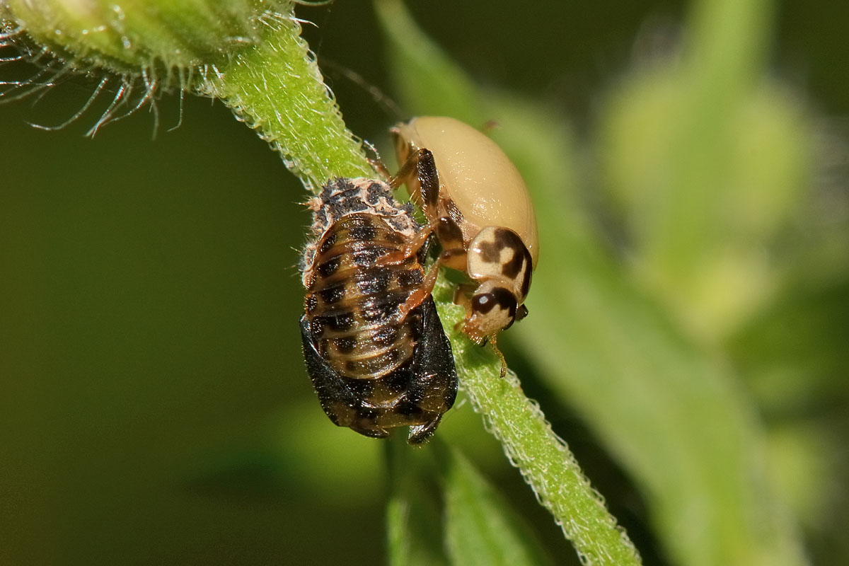 Metamorfosi di Hippodamia variegata, Coccinellidae